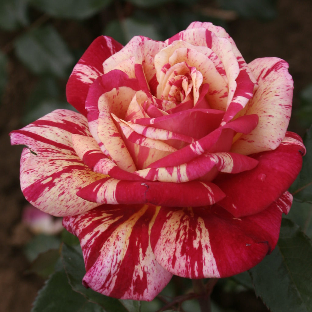 Плетистая пестрая роза бело розовая