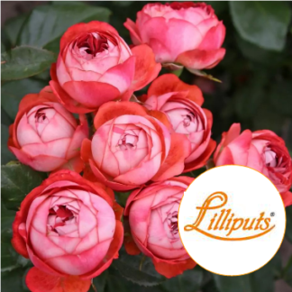 Lilliputs